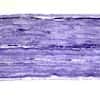 Cole-Parmer Prepared Slide, Striated Muscle, Ls