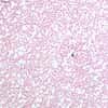 Cole-Parmer Prepared Slide, Human Blood Smear, Wright's Stain