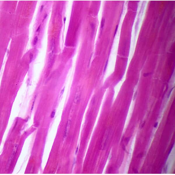 Cole-Parmer Prepared Slide, Cardiac Muscle