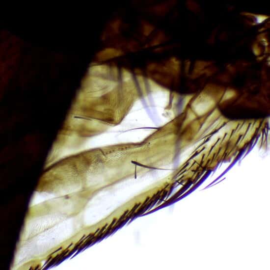 Cole-Parmer Prepared Slide, Housefly, Wm