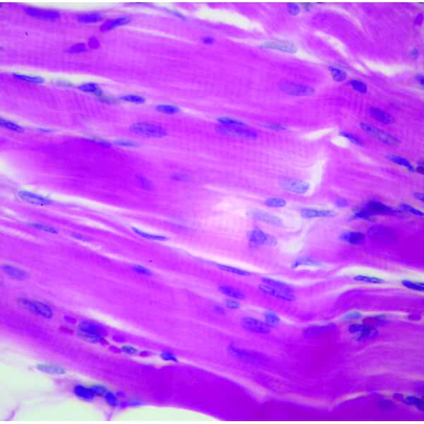 Cole-Parmer Prepared Slide, Skeletal Muscle, Cs and Ls