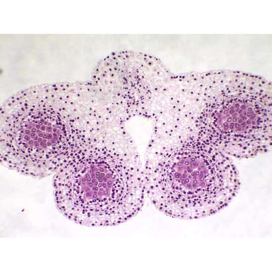 Cole-Parmer Prepared Slide, Plant Cell Meiosis, Lily Meiosis, First Meiotic Division