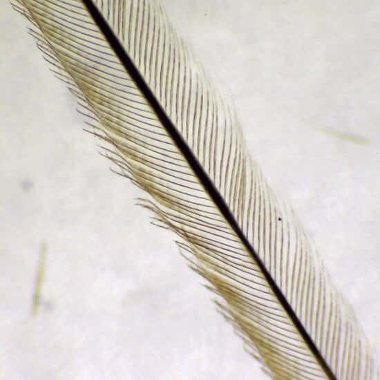 Cole-Parmer Prepared Slide, Feathers, 3 Types