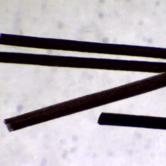 Cole-Parmer Prepared Slide, Hair, 3 Types