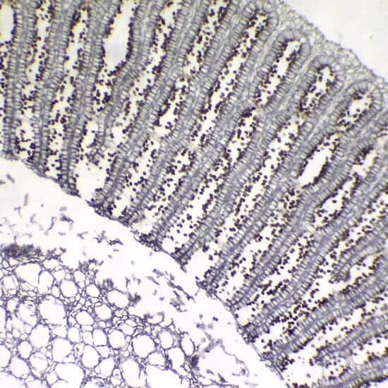 Cole-Parmer Prepared Slide, Mushroom, Cs