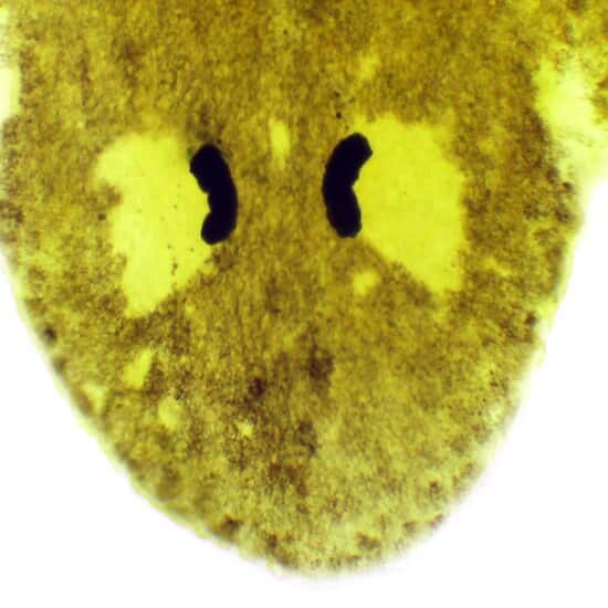 Cole-Parmer Prepared Slide, Planaria