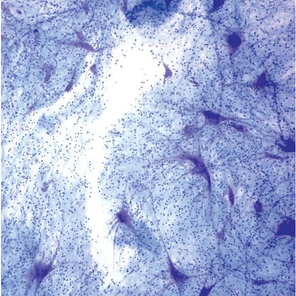Cole-Parmer Prepared Slide, Multi-Polar Motor Neurons