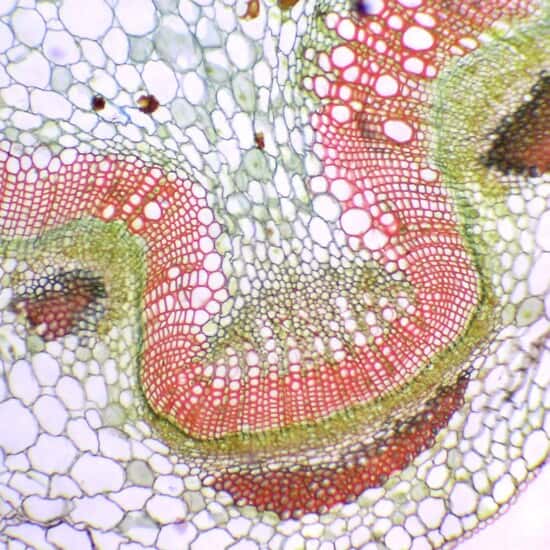 Cole-Parmer Prepared Slide, Monocot And Dicot Stem