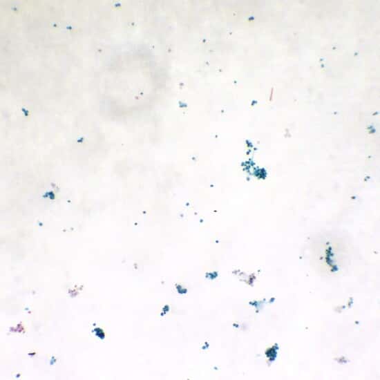 Cole-Parmer Prepared Slide, Green Algae