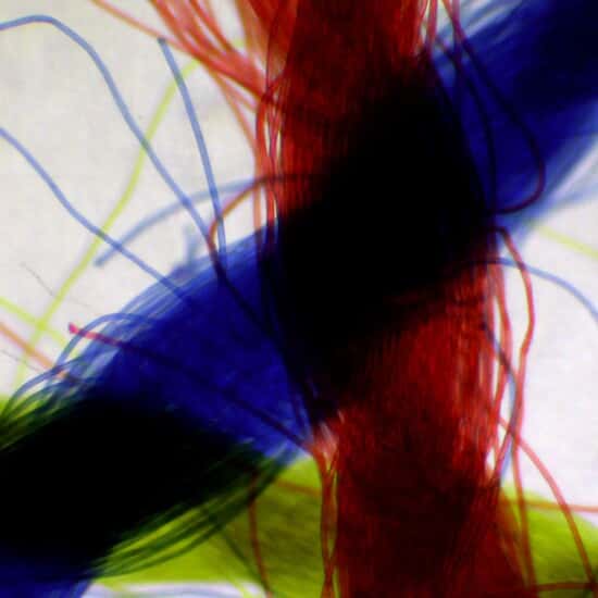 Cole-Parmer Prepared Slide, Threads, Colored, Crossed, Wm