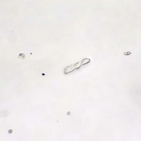 Cole-Parmer Prepared Slide, Bacteria, Smear From Mouth