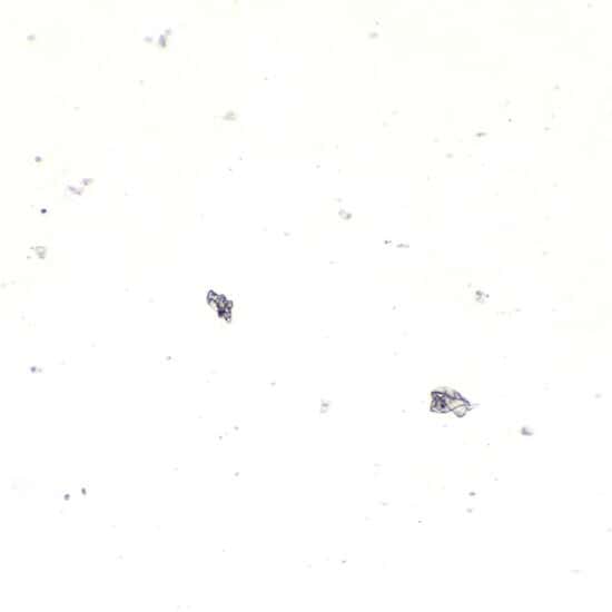 Cole-Parmer Prepared Slide, Mixed Diatoms, Wm
