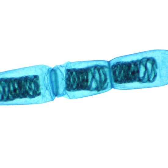 Cole-Parmer Prepared Slide, Spirogyra