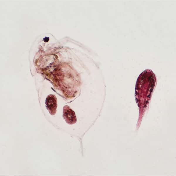 Cole-Parmer Prepared Slide, Daphnia and Cyclops, Wm