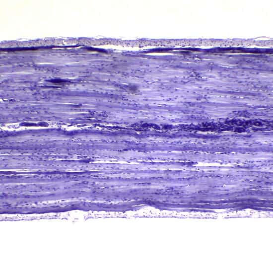 Cole-Parmer Prepared Slide, Striated Muscle, Ls