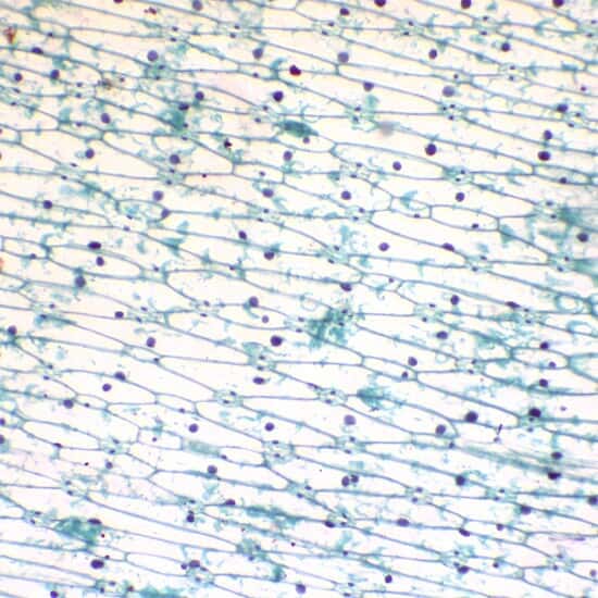 ColeParmer Essentials Prepared Slide, Onion Leaf Epidermis from Cole