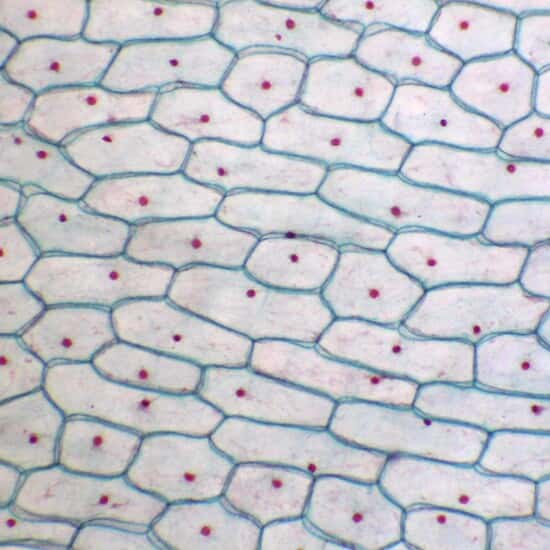 ColeParmer Essentials Prepared Slide, Onion Bulb Epidermis, Plant