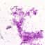 Cole-Parmer Prepared Slide, Bacteria, 3 Types