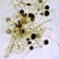 Cole-Parmer Prepared Slide, Molds, Aspergillus, Penicillium, and Rhizopus