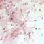 Cole-Parmer Prepared Slide, Areolar Tissue, Animal, Cs