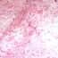 Cole-Parmer Prepared Slide, Areolar Tissue, Animal, Cs