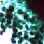 Cole-Parmer Prepared Slide, Aspergillus