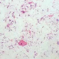 Cole-Parmer® Prepared Microscope Slides, Human