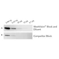 Vector Laboratories WestVision™ Peroxidase Polymers for Western Blot Detection