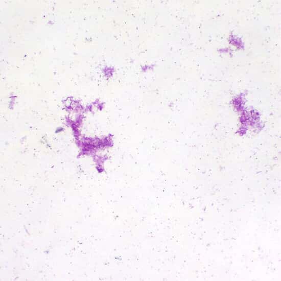 ColeParmer® Essentials Prepared Microscope Slides, Bacteria and Fungi