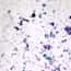 Cole-Parmer® Prepared Microscope Slides, Bacteria and Fungi