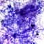 Cole-Parmer® Prepared Microscope Slides, Bacteria and Fungi